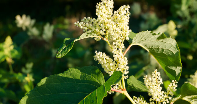 Der japanische Knöterich ist bei uns selten gern gesehen. Dabei hat er viele Vorzüge und kann als Nahrung, Heilmittel und zum Umweltschutz genutzt werden.