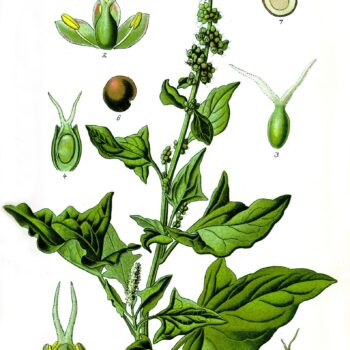 Der Gute Heinrich, auch als wilder Spinat bekannt ist heute vom Aussterben bedroht. Du kannst ihn aber auch anbauen und in der Küche nutzen.