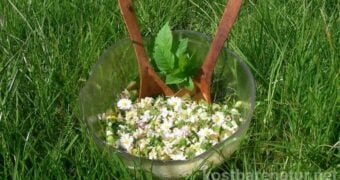 Willst du deinen Freunden Wildkräuter etwas näher bringen? Mit diesem köstlichen Salat zeigst du ihnen die Vorzüge von Giersch, Schafgarbe und vielen mehr!