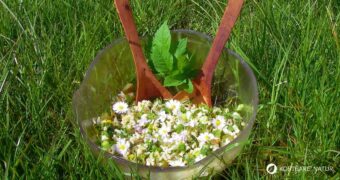 Willst du deinen Freunden Wildkräuter etwas näher bringen? Mit diesem köstlichen Salat zeigst du ihnen die Vorzüge von Giersch, Schafgarbe und vielen mehr!