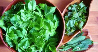 Giersch-Tarte zubereiten leicht gemacht. Entdecke ein einfaches Wildkräuter Rezept mit Giersch, Sauerampfer und Knoblauchsrauke.