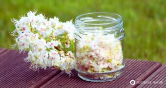 Die Blüte der Kastanie ist im Frühjahr ein Augenschmaus! Wusstest du aber, dass die Blüten wertvolle Wirkstoffe, z.B. gegen Krampfadern beinhalten?