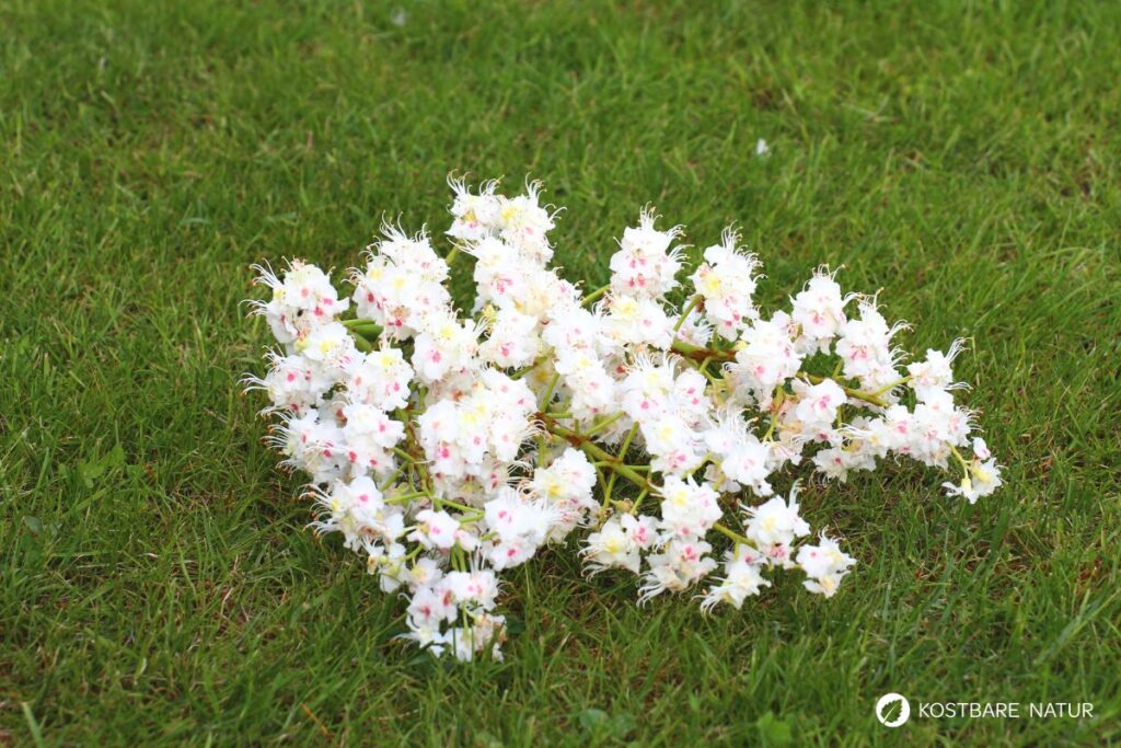 Kastanienblüten