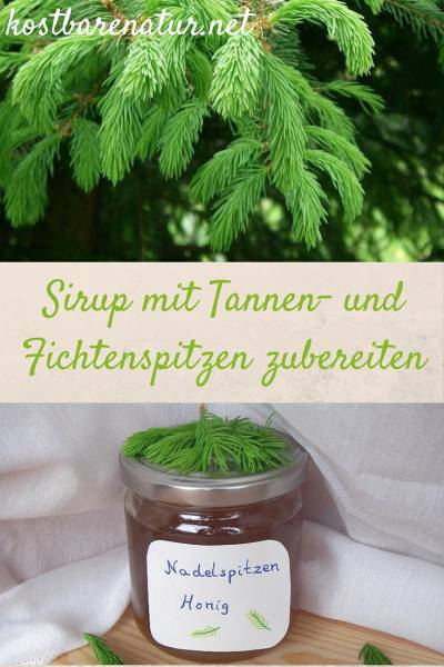 Im Mai kannst du die hellgrünen und sehr gesunden Spitzen von Tannen und Fichten sammeln und zu köstlichen Speisen verarbeiten, zum Beispiel diesem Sirup!