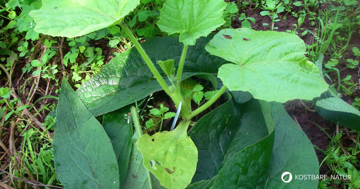 Beinwell ist nicht nur für Menschen gut, auch Pflanzen können von dem Heilkraut profitieren. So stellst du Beinwelljauche her.