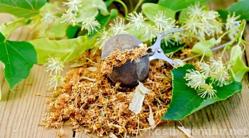 Die Lindenblüte ist kurz und intensiv. Nutze die Chance und sammle die Blüten für heilsamen Lindenblütentee. So kommst du gesund durch Herbst und Winter.