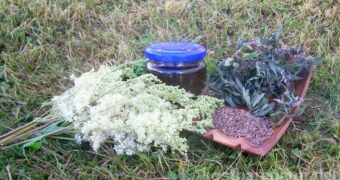 Plagen dich Kopfschmerzen? Mit diesen drei Wildkräutern kannst du schnell eine Tinktur als natürliches Gegenmittel herstellen!