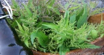 Auch wenn die Blüten der Brennnessel unscheinbar sind, können sie deiner Gesundheit gute Dienste leisten. Hier ein Rezept für Sirup mit den feinen Blüten!