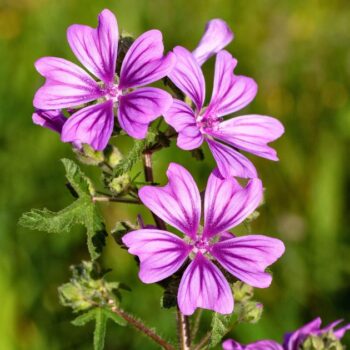 Sanfte Malve: Essbar, reizlindernd und pflegend. Erfahre, wie du sie in Küche, Hausapotheke und Garten wirkungsvoll nutzt und sicher erkennst.