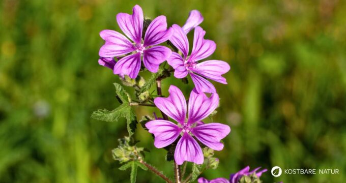 Sanfte Malve: Essbar, reizlindernd und pflegend. Erfahre, wie du sie in Küche, Hausapotheke und Garten wirkungsvoll nutzt und sicher erkennst.