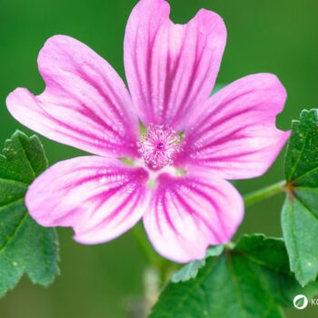 Sanfte Malve: Essbar, reizlindernd und pflegend. Erfahre, wie du sie in Küche, Hausapotheke und Garten wirkungsvoll nutzt und sicher erkennst.