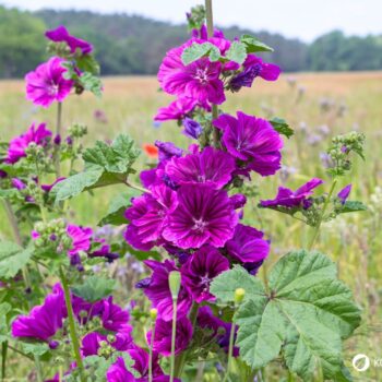 Sanfte Malve: Essbar, reizlindernd und pflegend. Erfahre, wie du sie in Küche, Hausapotheke und Garten wirkungsvoll nutzt und sicher erkennst.