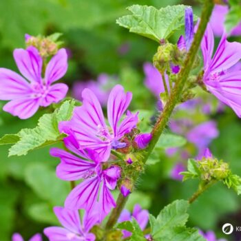 Sanfte Malve: Essbar, reizlindernd und pflegend. Erfahre, wie du sie in Küche, Hausapotheke und Garten wirkungsvoll nutzt und sicher erkennst.