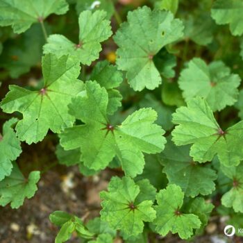 Sanfte Malve: Essbar, reizlindernd und pflegend. Erfahre, wie du sie in Küche, Hausapotheke und Garten wirkungsvoll nutzt und sicher erkennst.