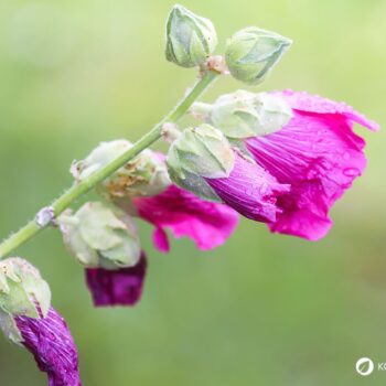 Sanfte Malve: Essbar, reizlindernd und pflegend. Erfahre, wie du sie in Küche, Hausapotheke und Garten wirkungsvoll nutzt und sicher erkennst.