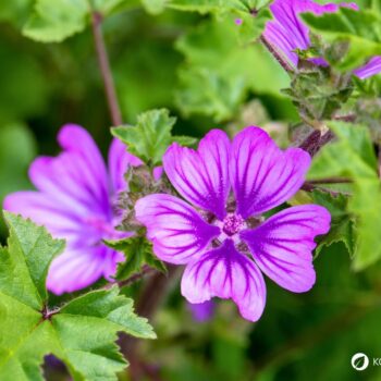 Sanfte Malve: Essbar, reizlindernd und pflegend. Erfahre, wie du sie in Küche, Hausapotheke und Garten wirkungsvoll nutzt und sicher erkennst.