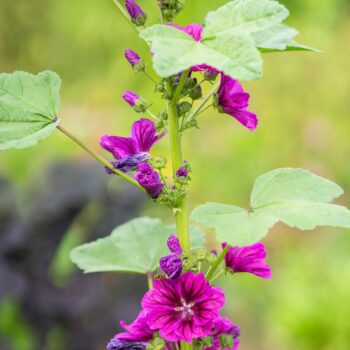 Sanfte Malve: Essbar, reizlindernd und pflegend. Erfahre, wie du sie in Küche, Hausapotheke und Garten wirkungsvoll nutzt und sicher erkennst.