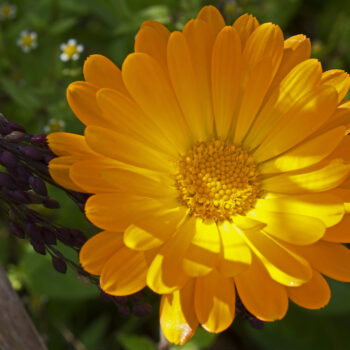 Die Ringelblume gilt als große Heilpflanze und wird besonders gern als Salbe angewandt. Du kannst sie aber auch in der Küche und im Garten nutzen!