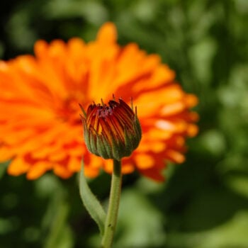 Die Ringelblume gilt als große Heilpflanze und wird besonders gern als Salbe angewandt. Du kannst sie aber auch in der Küche und im Garten nutzen!