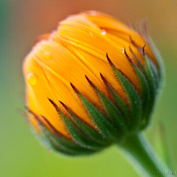 Die Ringelblume gilt als große Heilpflanze und wird besonders gern als Salbe angewandt. Du kannst sie aber auch in der Küche und im Garten nutzen!