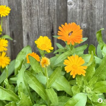 Ringelblumen blühen bis zum Frost, säen sich selbst aus und helfen bei Haut- und Verdauungsbeschwerden. Erfahre mehr über die Heilpflanze.