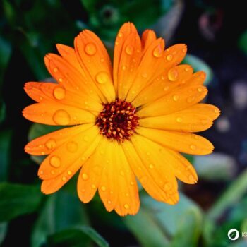 Ringelblumen blühen bis zum Frost, säen sich selbst aus und helfen bei Haut- und Verdauungsbeschwerden. Erfahre mehr über die Heilpflanze.
