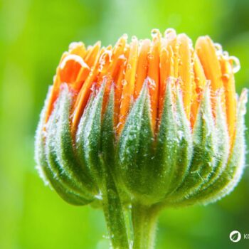 Ringelblumen blühen bis zum Frost, säen sich selbst aus und helfen bei Haut- und Verdauungsbeschwerden. Erfahre mehr über die Heilpflanze.