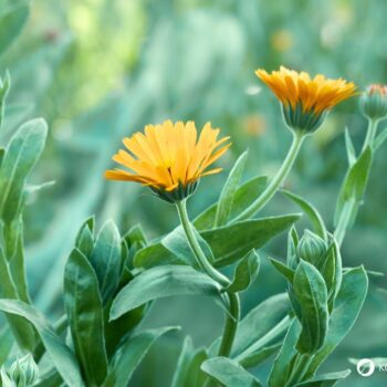 Ringelblumen blühen bis zum Frost, säen sich selbst aus und helfen bei Haut- und Verdauungsbeschwerden. Erfahre mehr über die Heilpflanze.