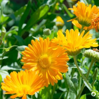 Ringelblumen blühen bis zum Frost, säen sich selbst aus und helfen bei Haut- und Verdauungsbeschwerden. Erfahre mehr über die Heilpflanze.