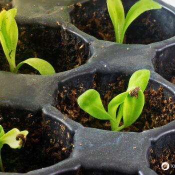 Ringelblumen blühen bis zum Frost, säen sich selbst aus und helfen bei Haut- und Verdauungsbeschwerden. Erfahre mehr über die Heilpflanze.