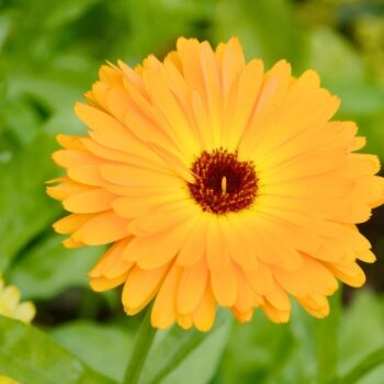 Ringelblumen blühen bis zum Frost, säen sich selbst aus und helfen bei Haut- und Verdauungsbeschwerden. Erfahre mehr über die Heilpflanze.