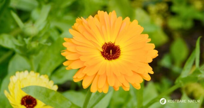 Ringelblumen blühen bis zum Frost, säen sich selbst aus und helfen bei Haut- und Verdauungsbeschwerden. Erfahre mehr über die Heilpflanze.