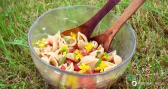 Schafgarbe ist weit verbreitet und ihre Blätter sind lecker und gesund. Gute Gründe einen Nudelsalat mit Schafgarbe zu probieren!