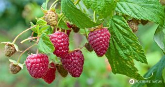 Die süßen Himbeeren sind köstlich und schnell verzehrt. Wusstest du aber auch, dass ihr Früchte und Blätter sehr wertvoll und heilsam sind?