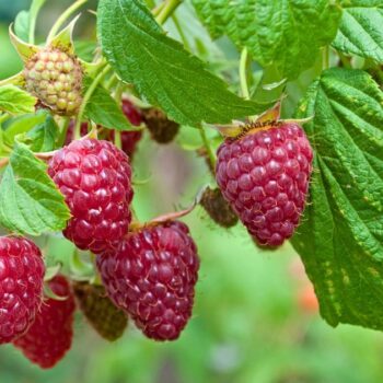 Die süßen Himbeeren sind köstlich und schnell verzehrt. Wusstest du aber auch, dass ihr Früchte und Blätter sehr wertvoll und heilsam sind?