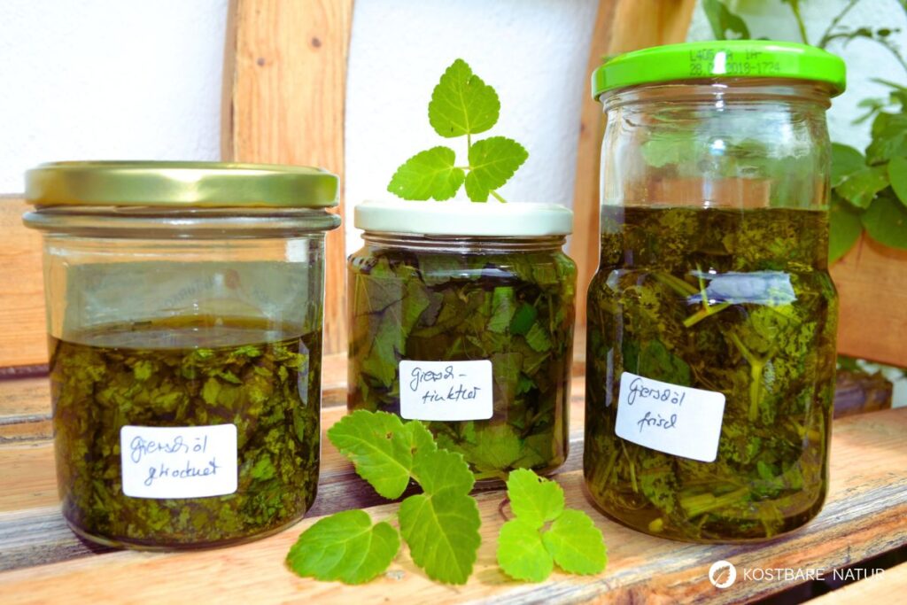 Gierschöl und Gierschtinktur