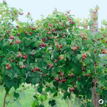 Die süßen Himbeeren sind köstlich und schnell verzehrt. Wusstest du aber auch, dass ihr Früchte und Blätter sehr wertvoll und heilsam sind?