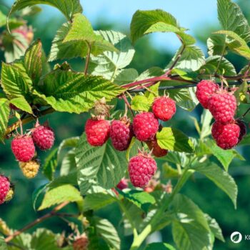 Die süßen Himbeeren sind köstlich und schnell verzehrt. Wusstest du aber auch, dass ihr Früchte und Blätter sehr wertvoll und heilsam sind?