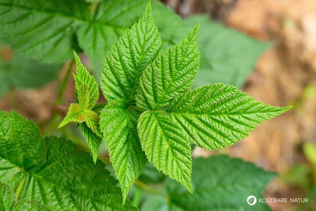 Die süßen Himbeeren sind köstlich und schnell verzehrt. Wusstest du aber auch, dass ihr Früchte und Blätter sehr wertvoll und heilsam sind?