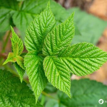 Die süßen Himbeeren sind köstlich und schnell verzehrt. Wusstest du aber auch, dass ihr Früchte und Blätter sehr wertvoll und heilsam sind?