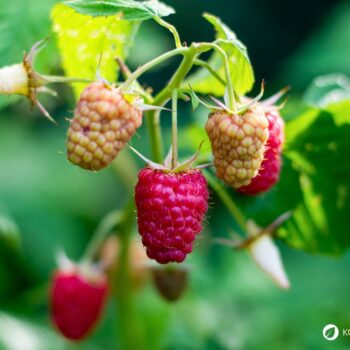 Die süßen Himbeeren sind köstlich und schnell verzehrt. Wusstest du aber auch, dass ihr Früchte und Blätter sehr wertvoll und heilsam sind?