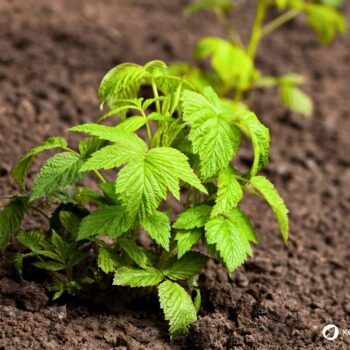 Die süßen Himbeeren sind köstlich und schnell verzehrt. Wusstest du aber auch, dass ihr Früchte und Blätter sehr wertvoll und heilsam sind?