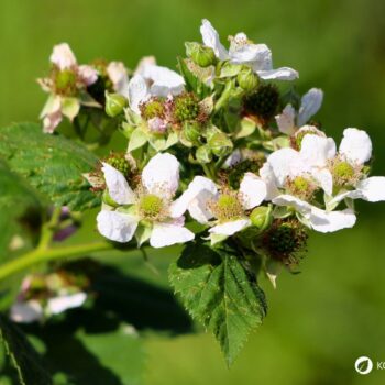 Die süßen Himbeeren sind köstlich und schnell verzehrt. Wusstest du aber auch, dass ihr Früchte und Blätter sehr wertvoll und heilsam sind?