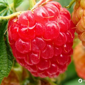 Die süßen Himbeeren sind köstlich und schnell verzehrt. Wusstest du aber auch, dass ihr Früchte und Blätter sehr wertvoll und heilsam sind?