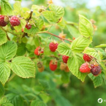 Die süßen Himbeeren sind köstlich und schnell verzehrt. Wusstest du aber auch, dass ihr Früchte und Blätter sehr wertvoll und heilsam sind?
