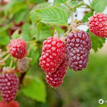 Die süßen Himbeeren sind köstlich und schnell verzehrt. Wusstest du aber auch, dass ihr Früchte und Blätter sehr wertvoll und heilsam sind?