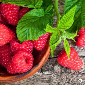Die süßen Himbeeren sind köstlich und schnell verzehrt. Wusstest du aber auch, dass ihr Früchte und Blätter sehr wertvoll und heilsam sind?