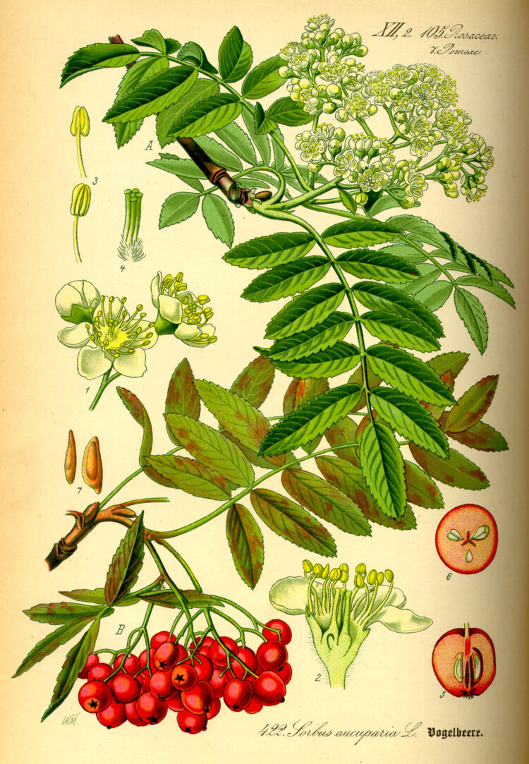 Eberesche - Kostbare Natur