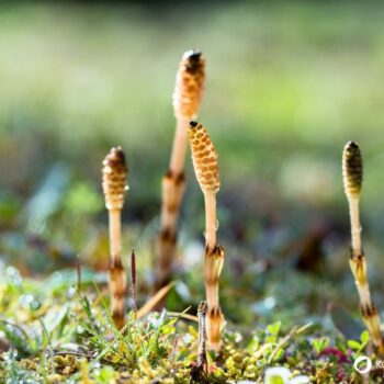 Wirkung, Anwendung von Ackerschachtelhalm als Tee und Umschlag, sichere Bestimmung Rezepte und Gartentipps.