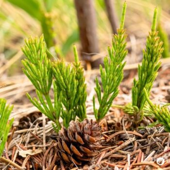 Wirkung, Anwendung von Ackerschachtelhalm als Tee und Umschlag, sichere Bestimmung Rezepte und Gartentipps.